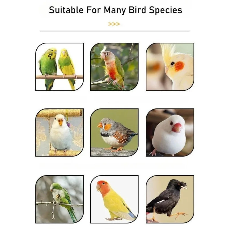 SmartFeast™ Parrot Feeder