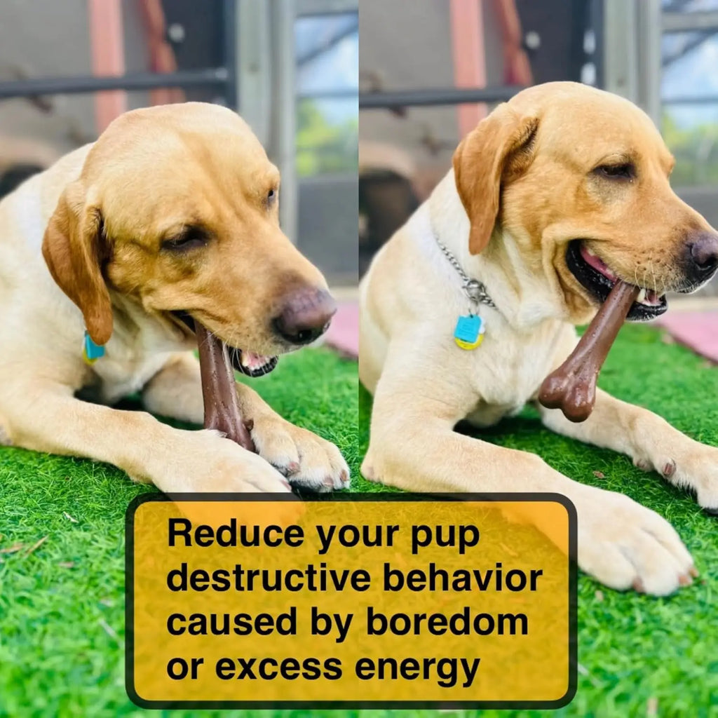 Durable Dog Chew Bone – Dental & Training Toy